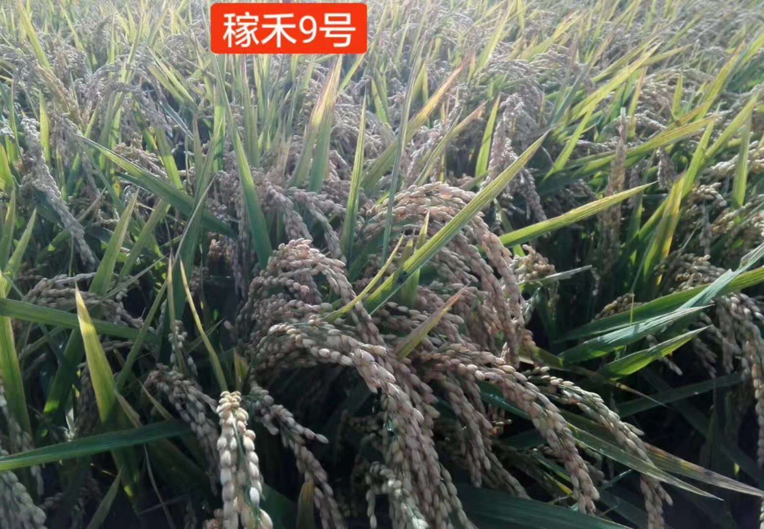 稼禾9号 产品详情 稼禾9号 水稻特性:主茎11-12片叶,生育期129天,需